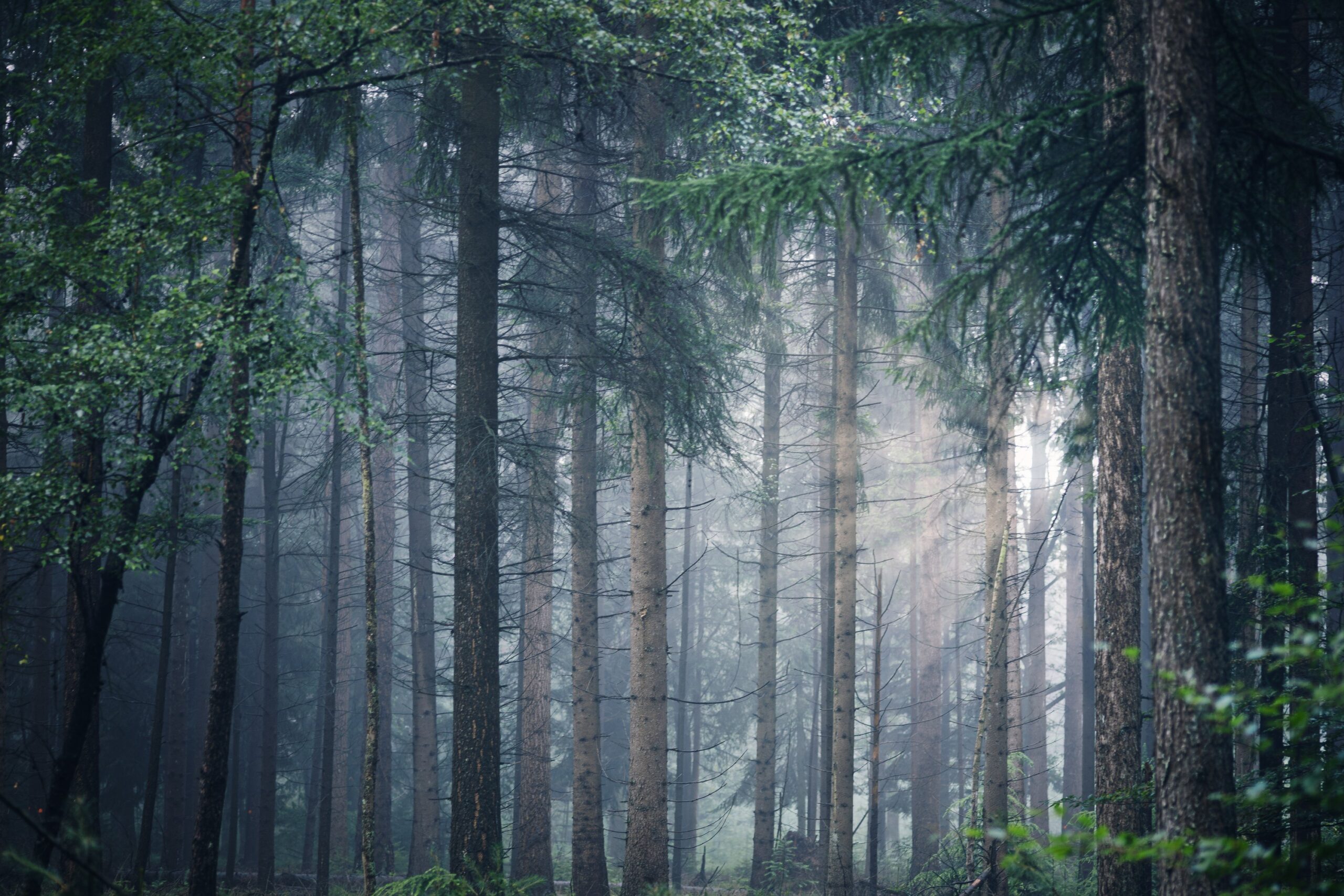 roonznl-forest-5498483 Dense forest with tall pine and birch trees shrouded in mist